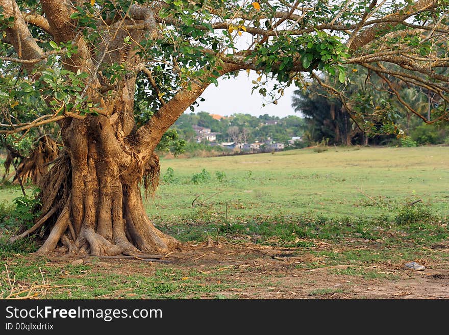 Old tree