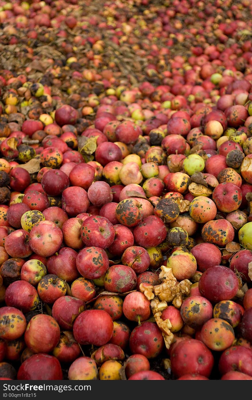 A mountain of apples discarded by a local facility that has apple trees for decorative purposes only.  What could be a useful food source or commodity is wasted!  Apples are seen in varous states of decay. A mountain of apples discarded by a local facility that has apple trees for decorative purposes only.  What could be a useful food source or commodity is wasted!  Apples are seen in varous states of decay.