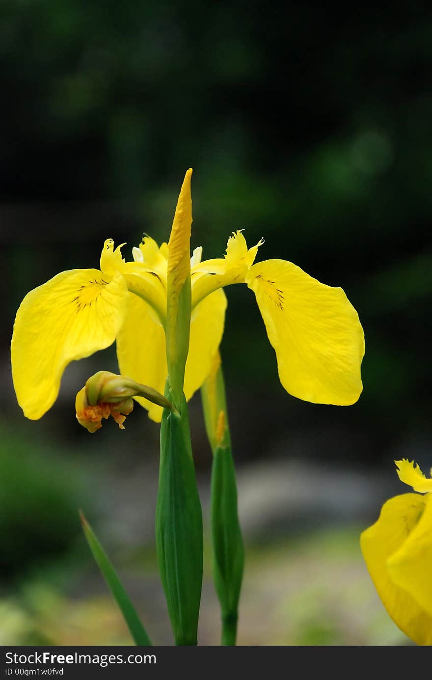 Tall yellow iris flower growing in the garden