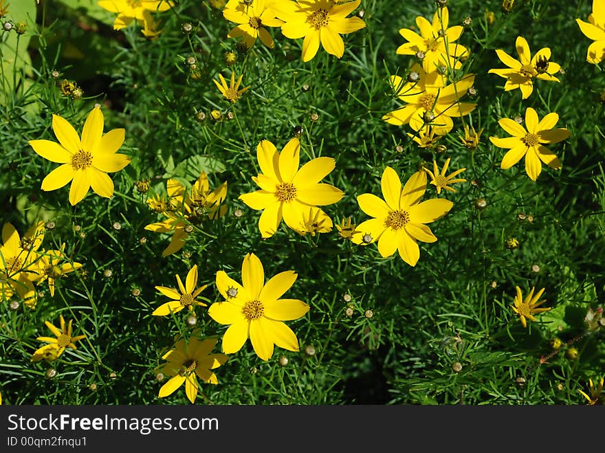 Yellow flowers amidst green spiky folliage