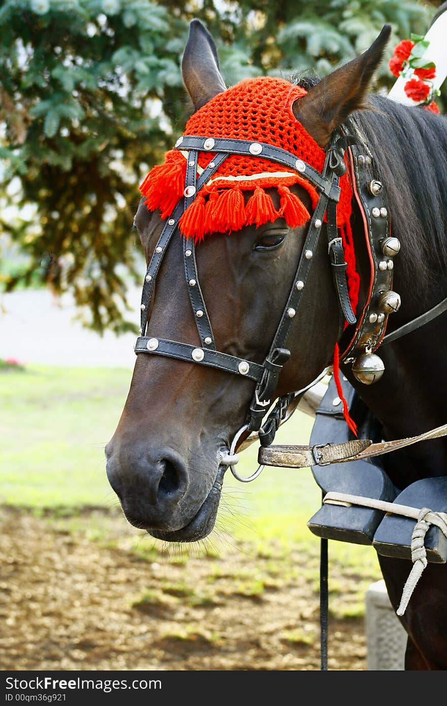 Natty horse with pleasure will  roll  horseback children