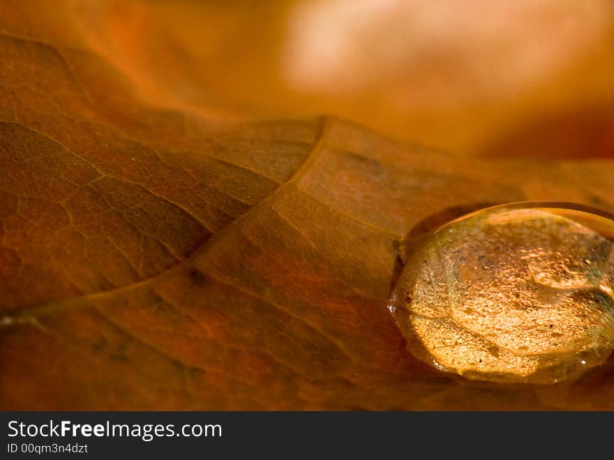 A dew drop catches the light on the back of a dead leaf.