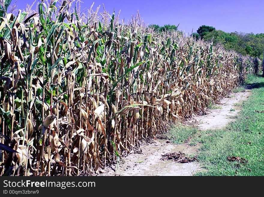 A corn field nearly ripe for harvesting.