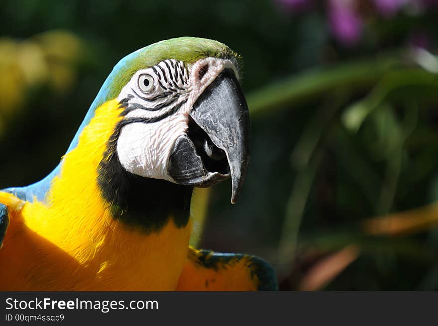 Colourful Macaw