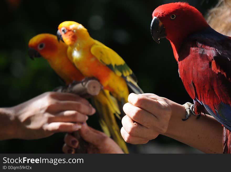 Colourful small parrots