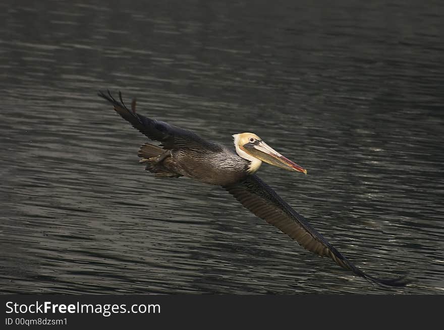 Brown Pelican in flight