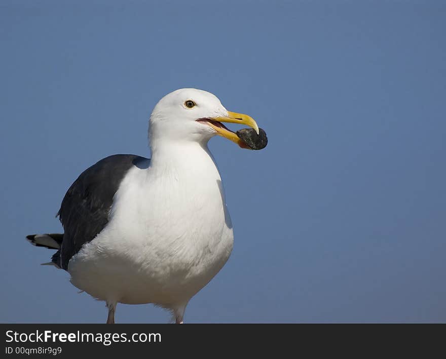 Seagull