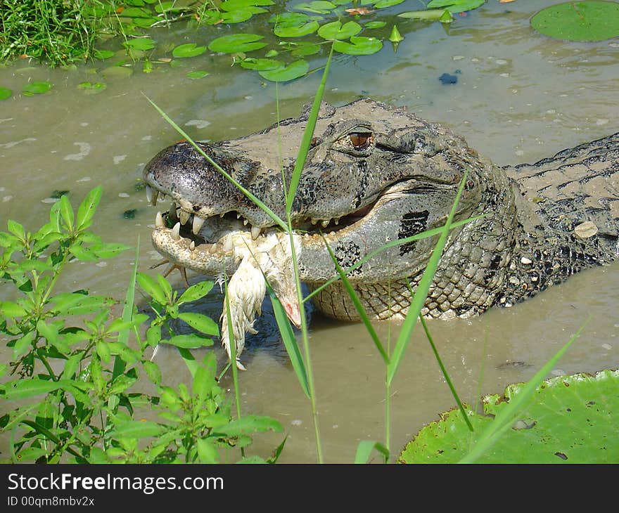 Black Caiman