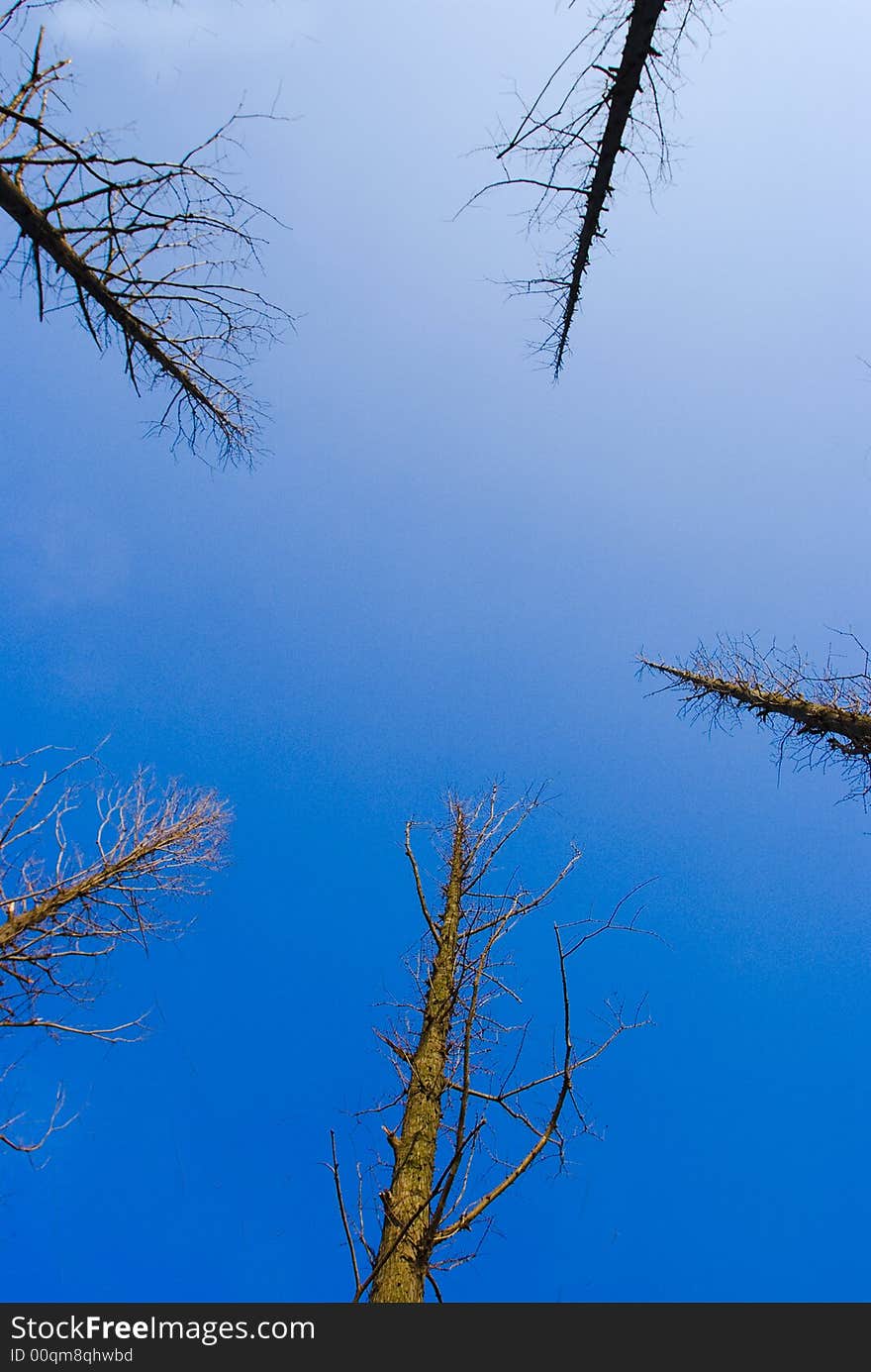 The tree in winter