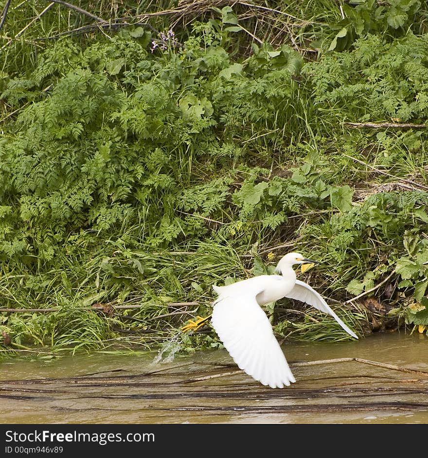 Snowy egret taking off