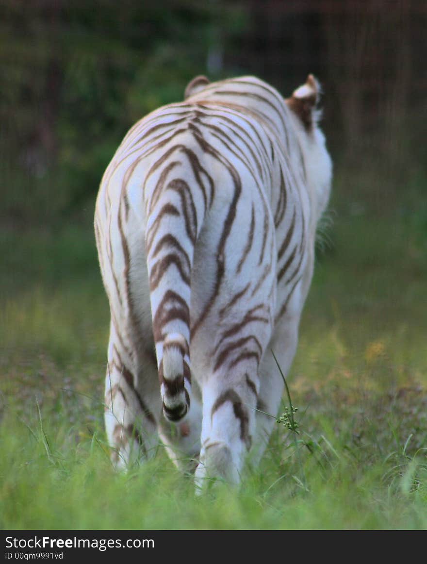 Rear Of A Female Liger