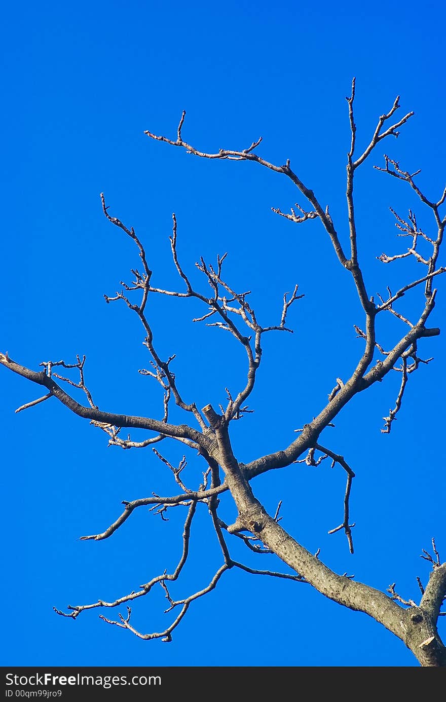 The Tree In Winter