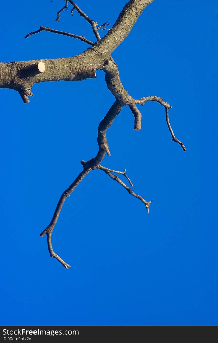 The tree in winter