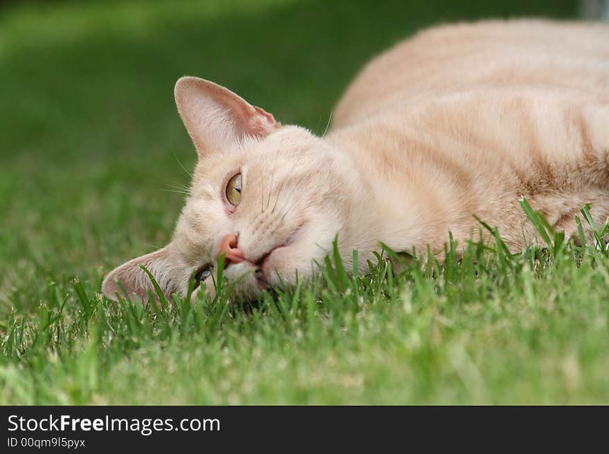 Lazy Ginger Cat