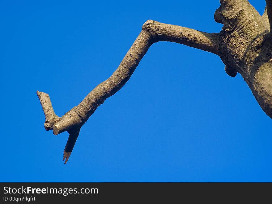 The tree in winter