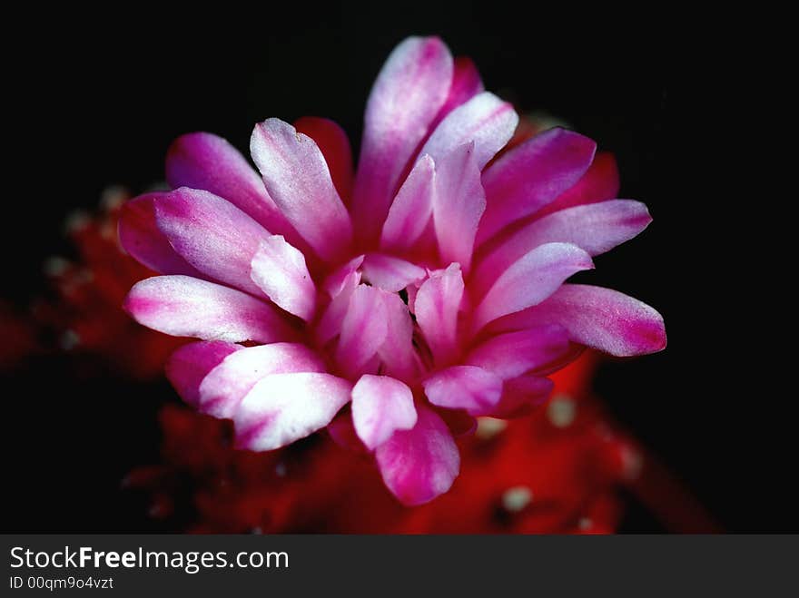 Pink flowers of cactus