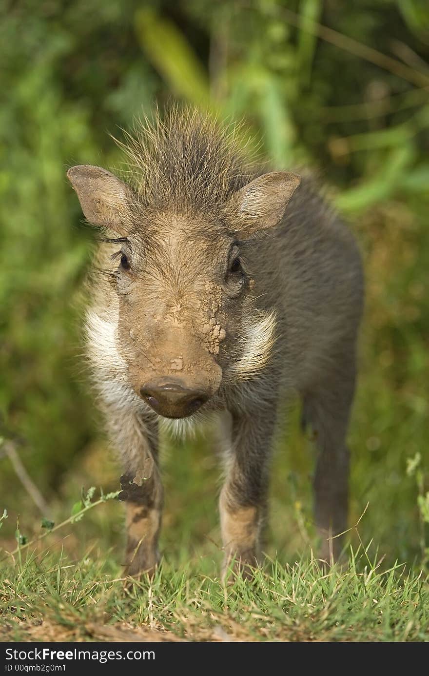 A cute New Born Warthog stares at the camera. A cute New Born Warthog stares at the camera