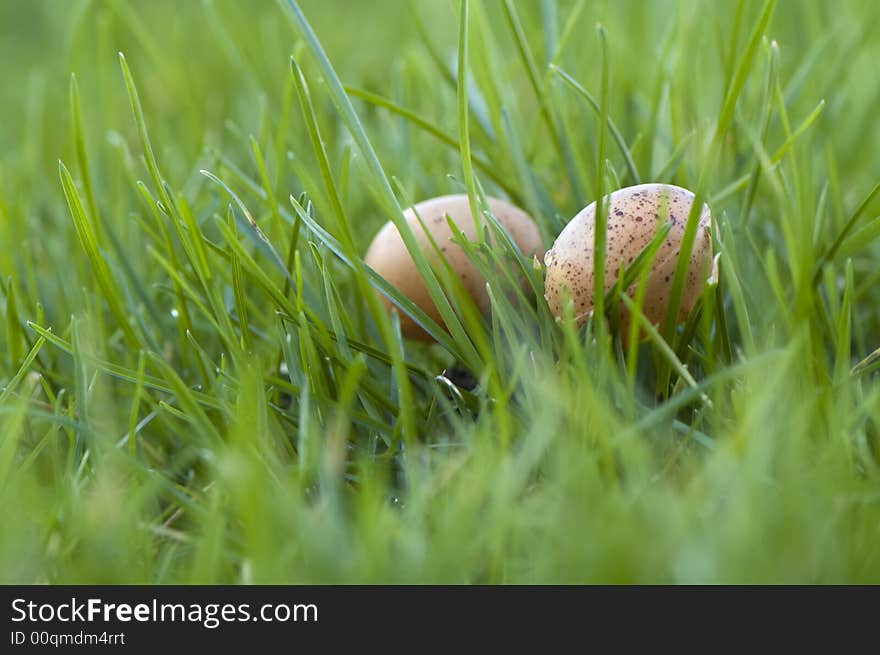 2 eggs in green gras. 2 eggs in green gras