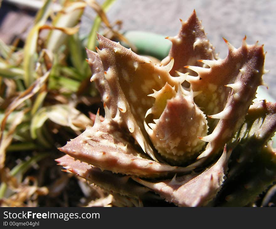 Brown aloe plant