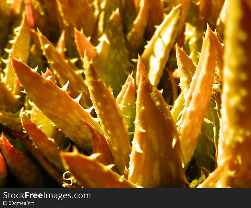 Close up detail of an aloes. Close up detail of an aloes