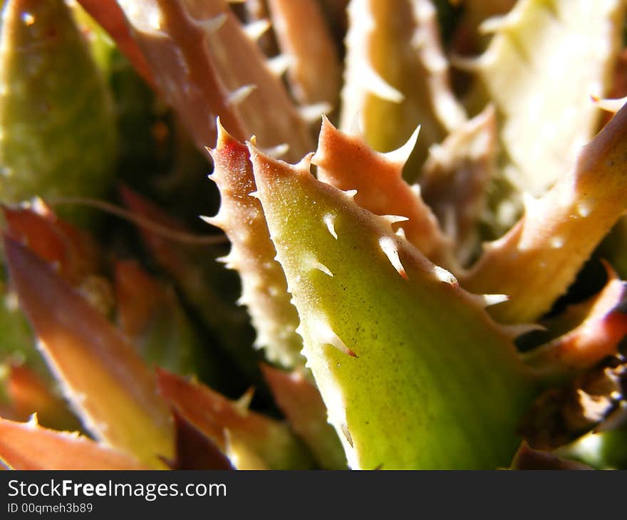 Close up detail of aloes. Close up detail of aloes