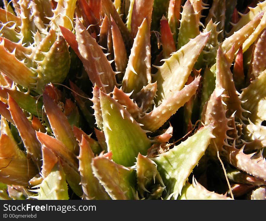 Close up detail of an aloes plants. Close up detail of an aloes plants