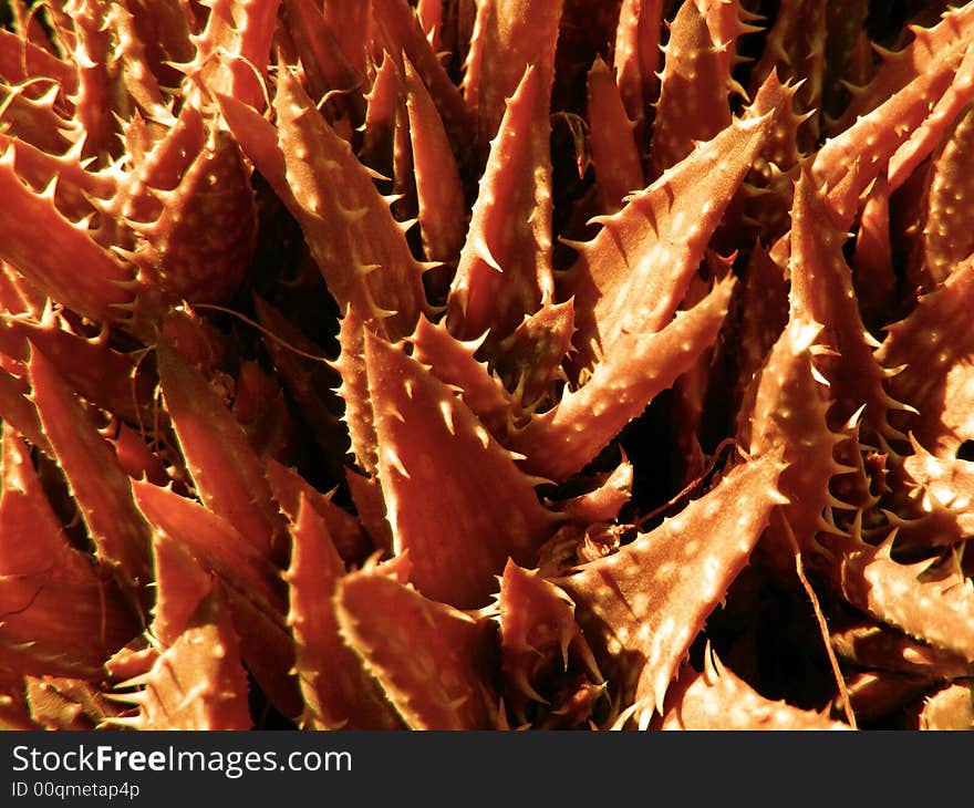 Close up detail of an aloes plants. Close up detail of an aloes plants