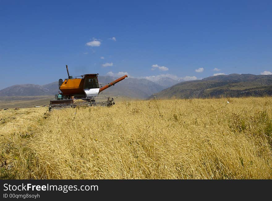 The technics harvests wheats on a floor