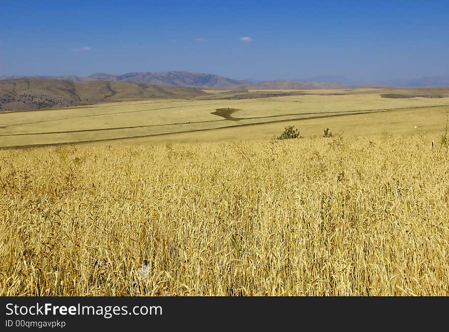 Field with gold ripe wheat