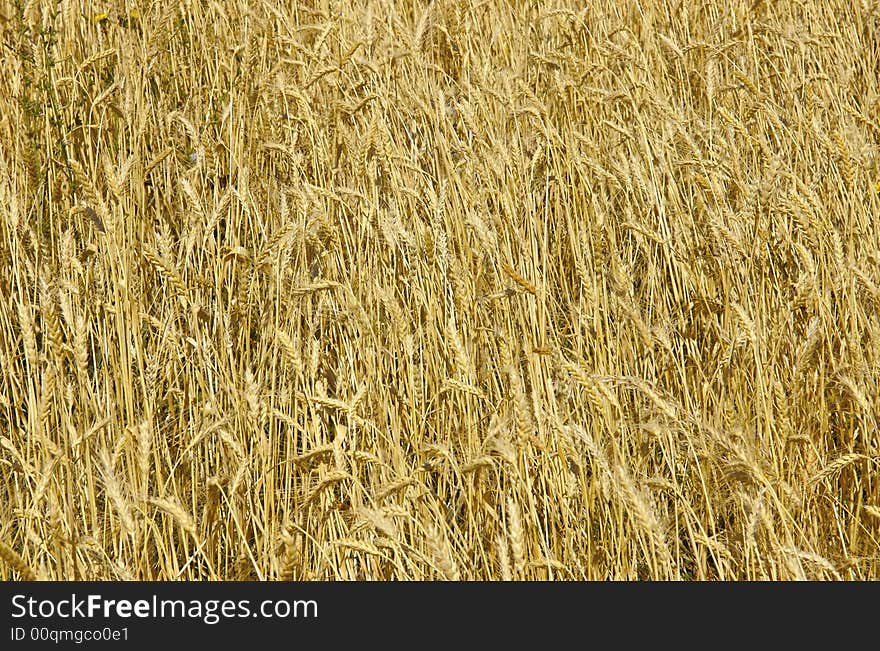 Field with gold ripe wheat