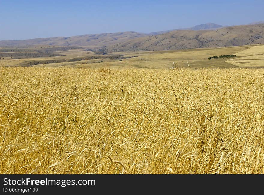 Field with gold ripe wheat