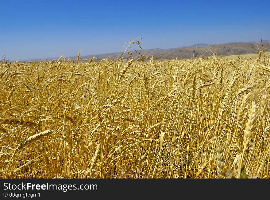 Field with gold ripe wheat