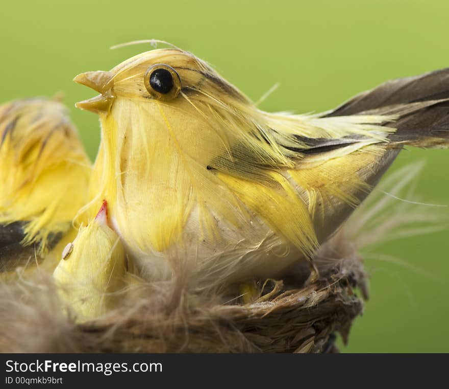 Bird on nest on green background