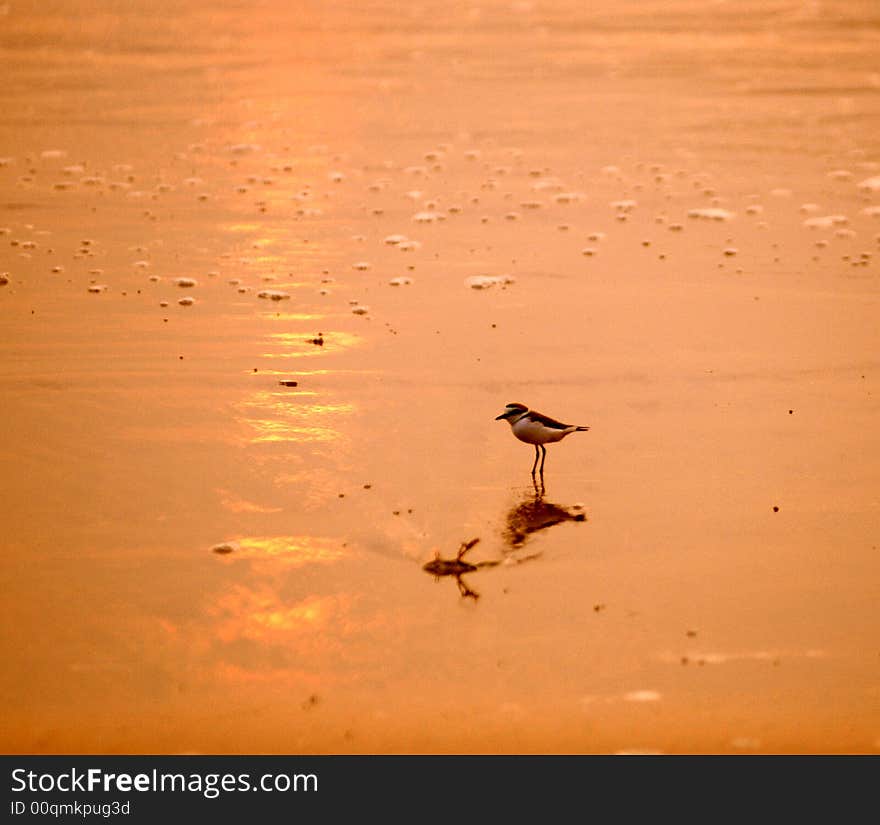 Black-backed wagtail