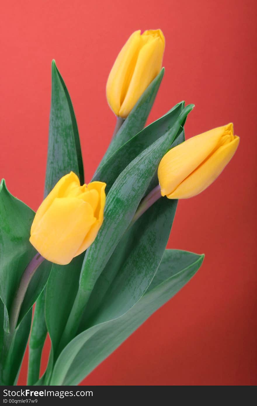 Yellow Tulips Isolated