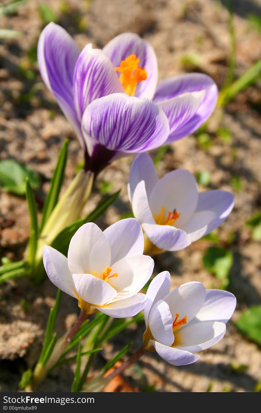 Close-up of spring flowers coming up