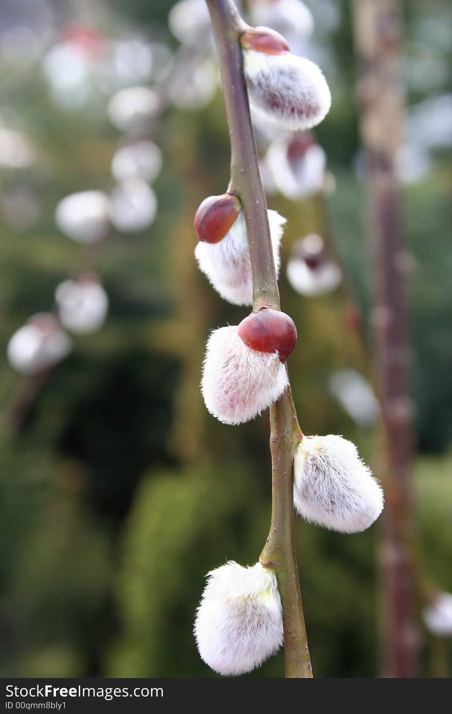 Flowers willow