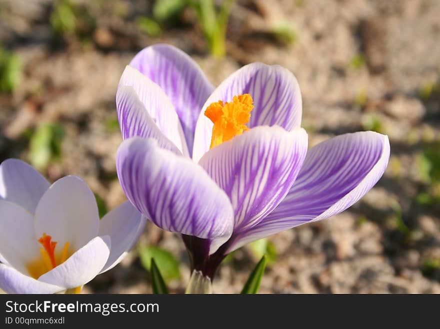 Close-up of spring flowers coming up