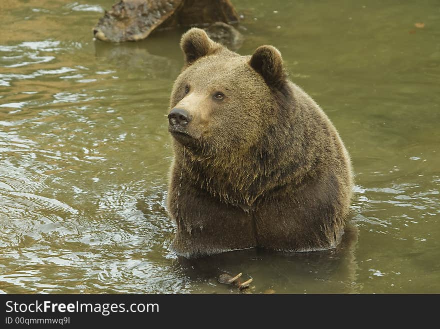 Brown bear