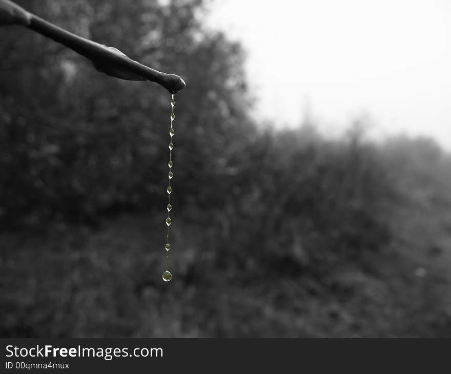 Hanging down drops, morning dew,reflection