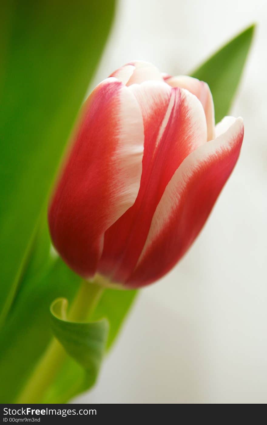 Beautiful spring tulips in a sunny day