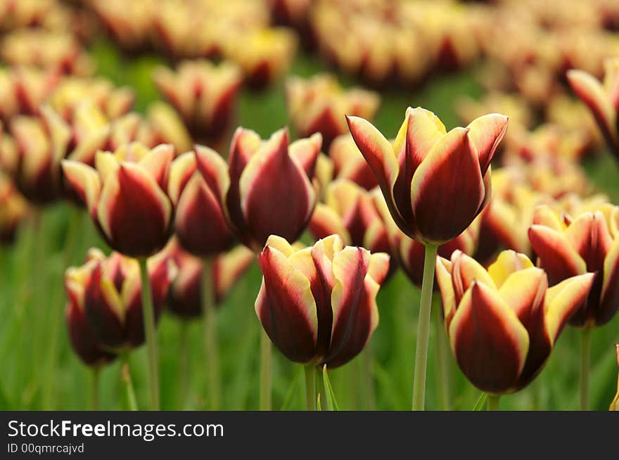 Tulips field