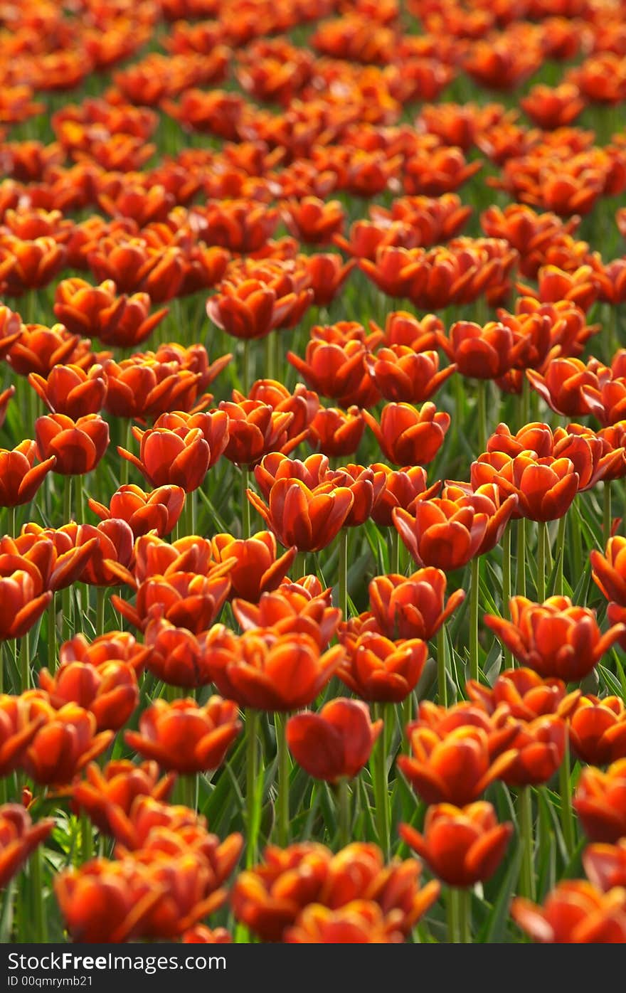 Tulips field