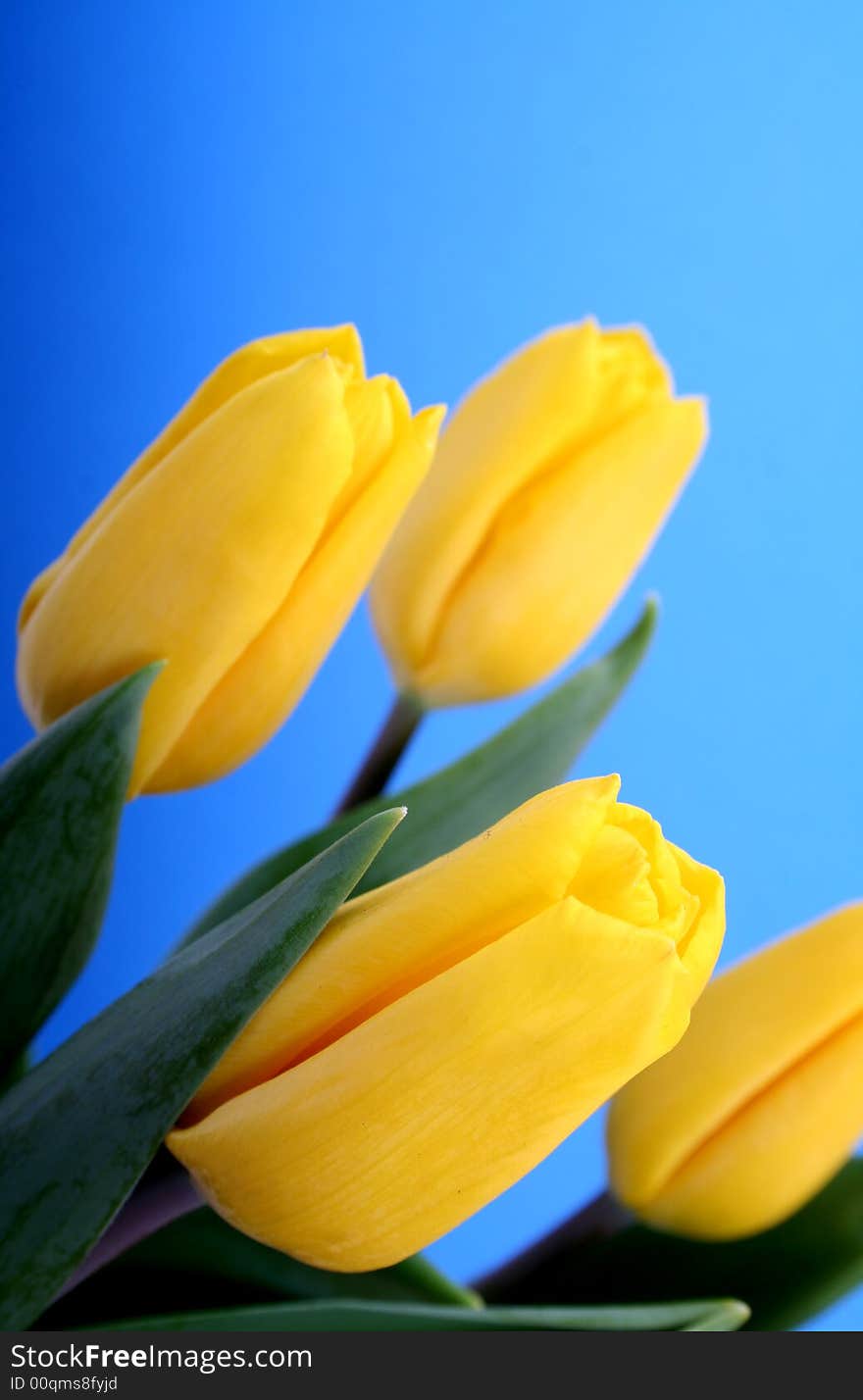 Yellow tulips isolated