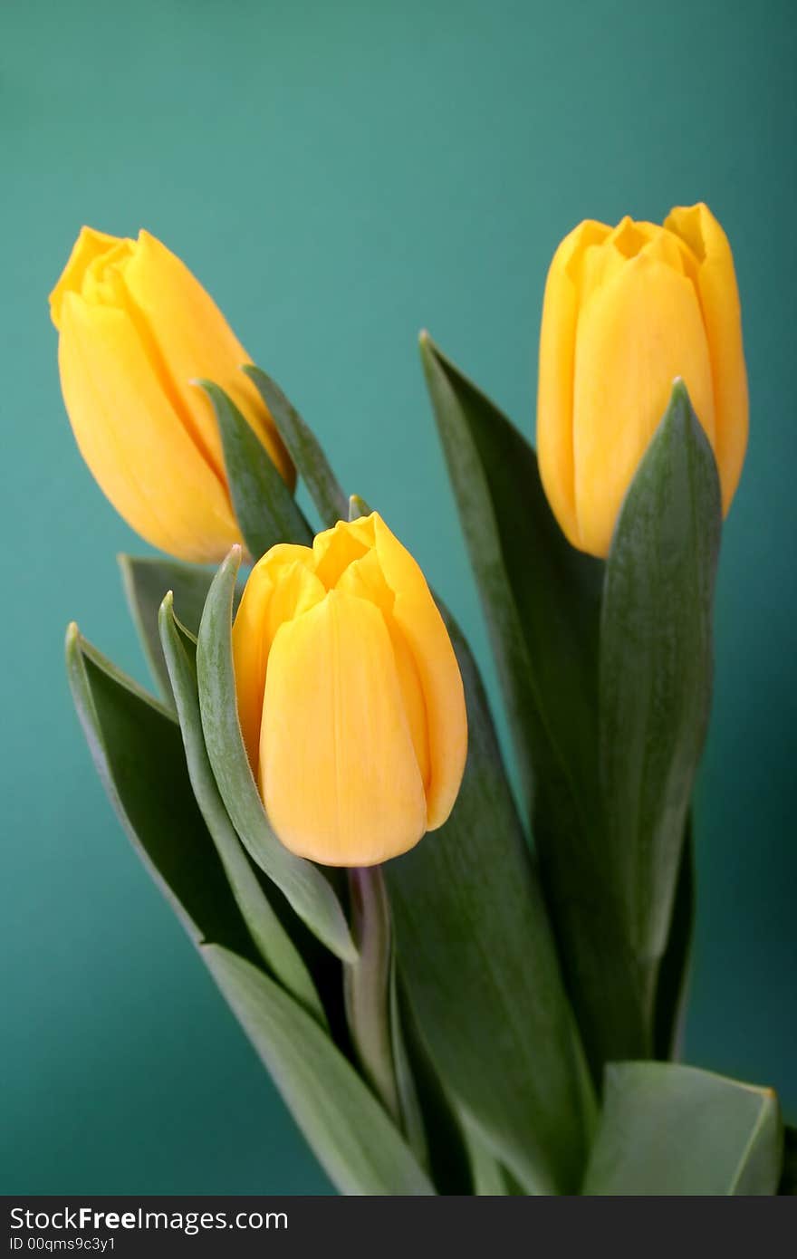 Yellow Tulips Isolated