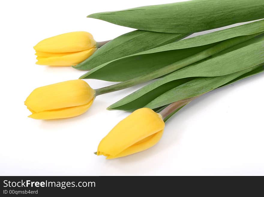 Yellow tulips isolated on white background