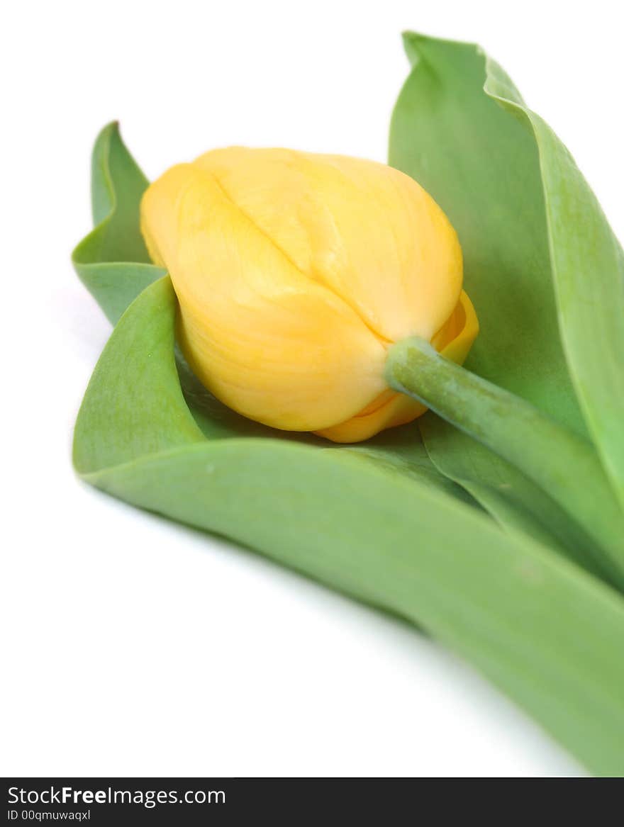 Yellow tulips isolated on white background