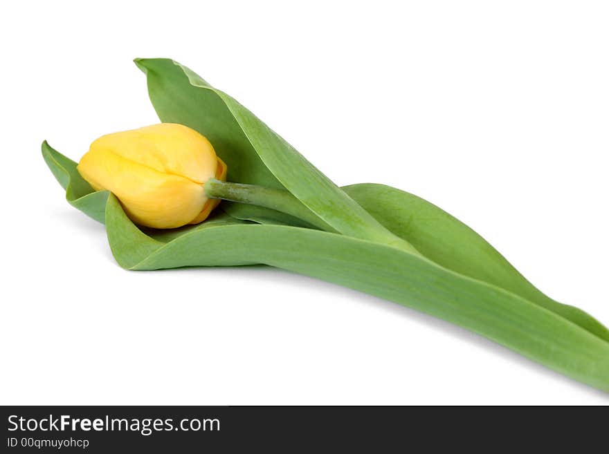 Yellow tulips isolated