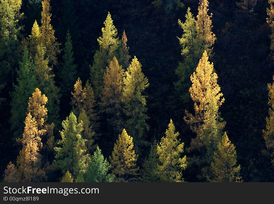 Forest nearby the way from Kanas to Hemu. 
Northern Xinjiang, China.