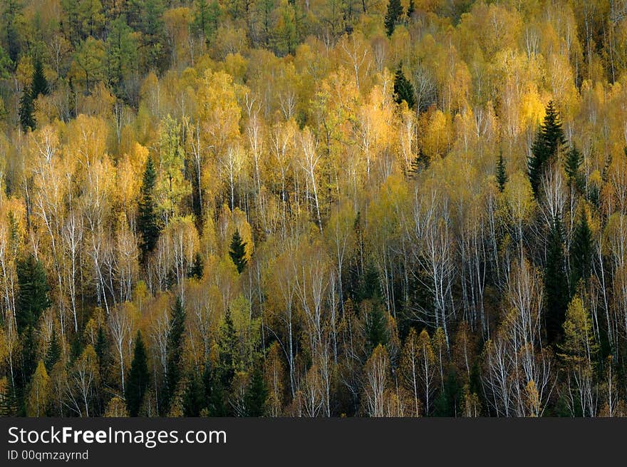 Birch forest nearby the way from Kanas to Hemu. 
Northern Xinjiang, China.